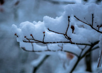 Winter 11-17-14 Snow Scenes, Creeks, River, Mariemont Fountain