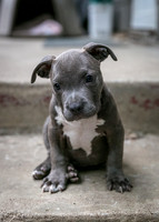 Puppy Love 8-9-15  "Seven"
