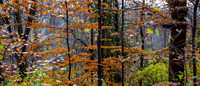 A Walk in French Park, Nov 10, 2020