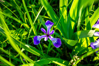 Nature May 15, 2016 Amberly, OH