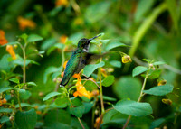 Hummingbird, Walk in the Park