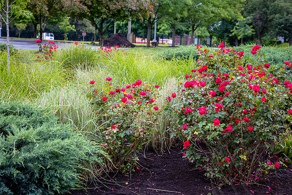 GoCincy_JimGormley_051626-5364