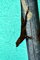 Go PuertoRicoApril2023_JimGormley_0422-2823-6746