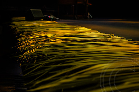 PalmWkn_JimGormley_041025-7223