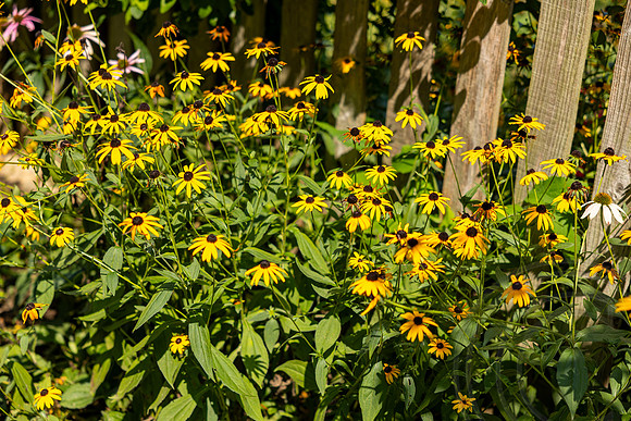 ShelbyMatthewWedding_JimGormley_081724-8020