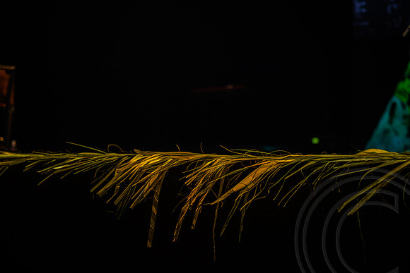 PalmWkn_JimGormley_041025-7226