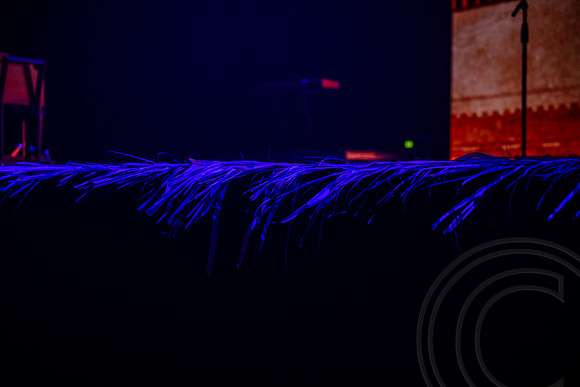 PalmWkn_JimGormley_041025-7231