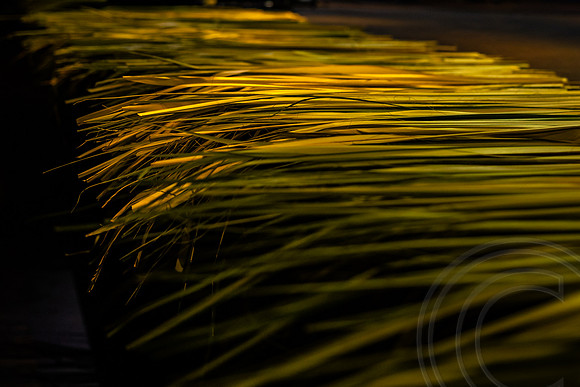 PalmWkn_JimGormley_041025-7225